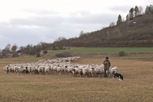 ziehende Schafe